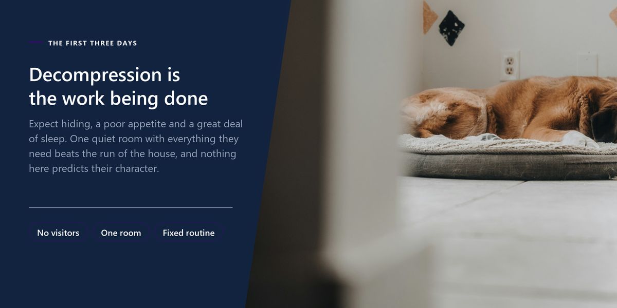 A dog asleep on a round bed in an almost empty room with a single wooden chair, beside a banner explaining that the first three days are decompression.
