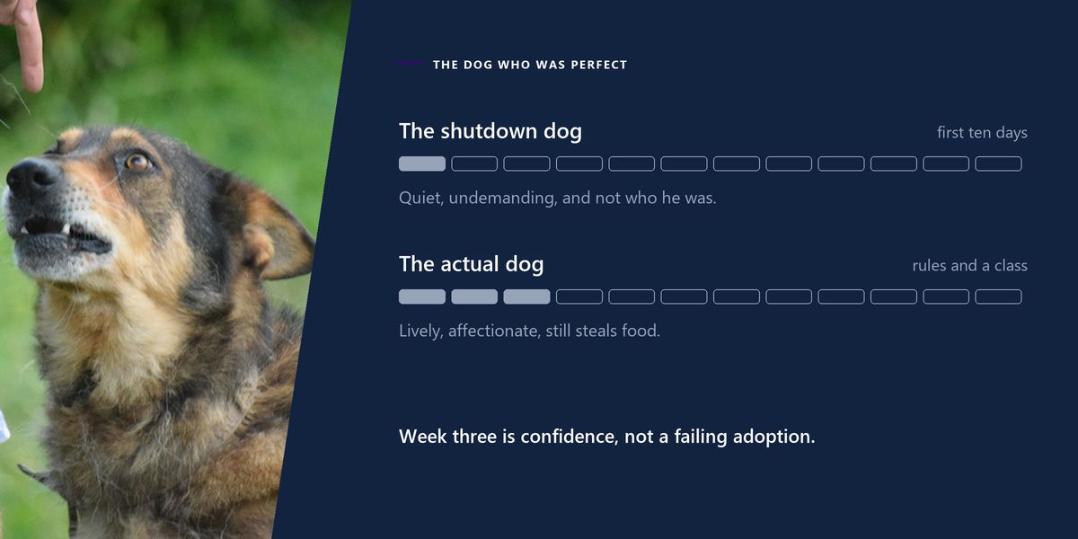 A person pointing a finger at an alert dog sitting in long grass, beside a two-row chart contrasting the first ten days with the dog that arrived afterwards.