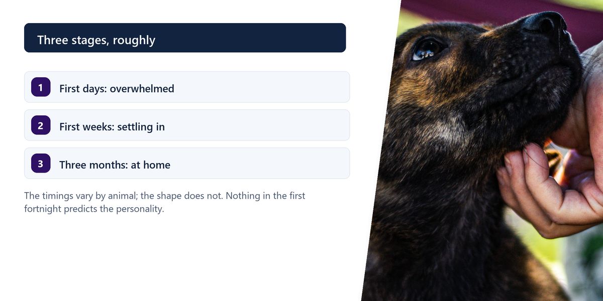 A hand cupping the chin of a brindle dog looking up in front of a painted wall, beside a three-item list of the stages a rescue animal settles through.