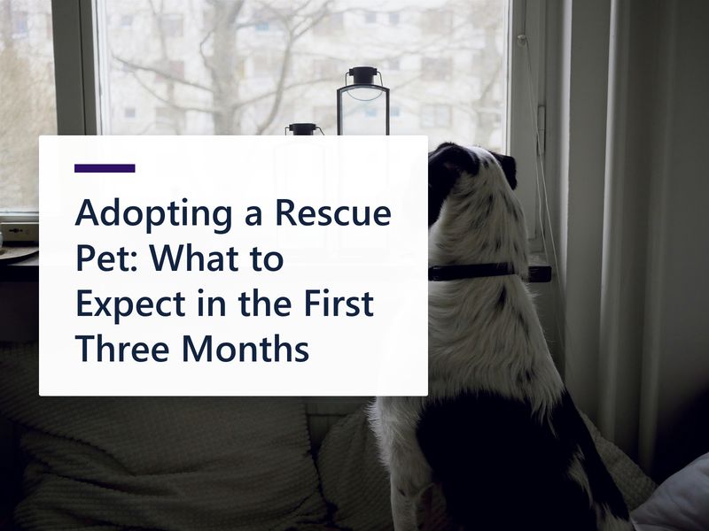 Adopting a Rescue Pet: What to Expect in the First Three Months