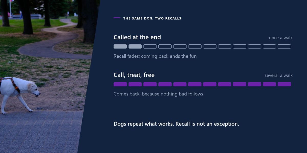 A white dog trotting along a park path at dusk, beside a drawn two-track chart contrasting a recall called only at the end of a walk with one called throughout.