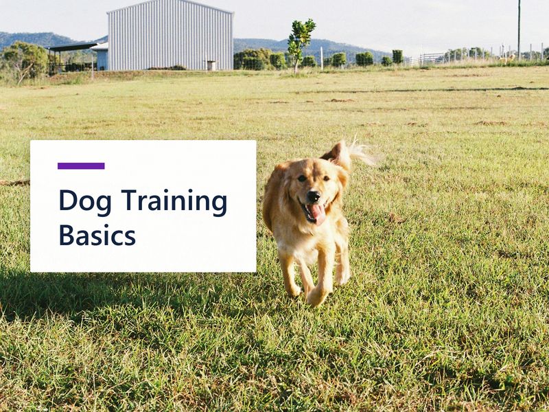 Dog Training Fundamentals: What Actually Changes Behaviour