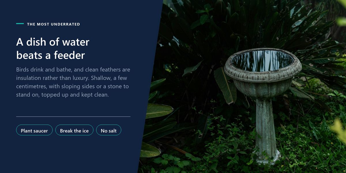 A plain stone birdbath standing among dense green shrubs in a shaded garden, beside a banner arguing that a dish of water outperforms a feeder.