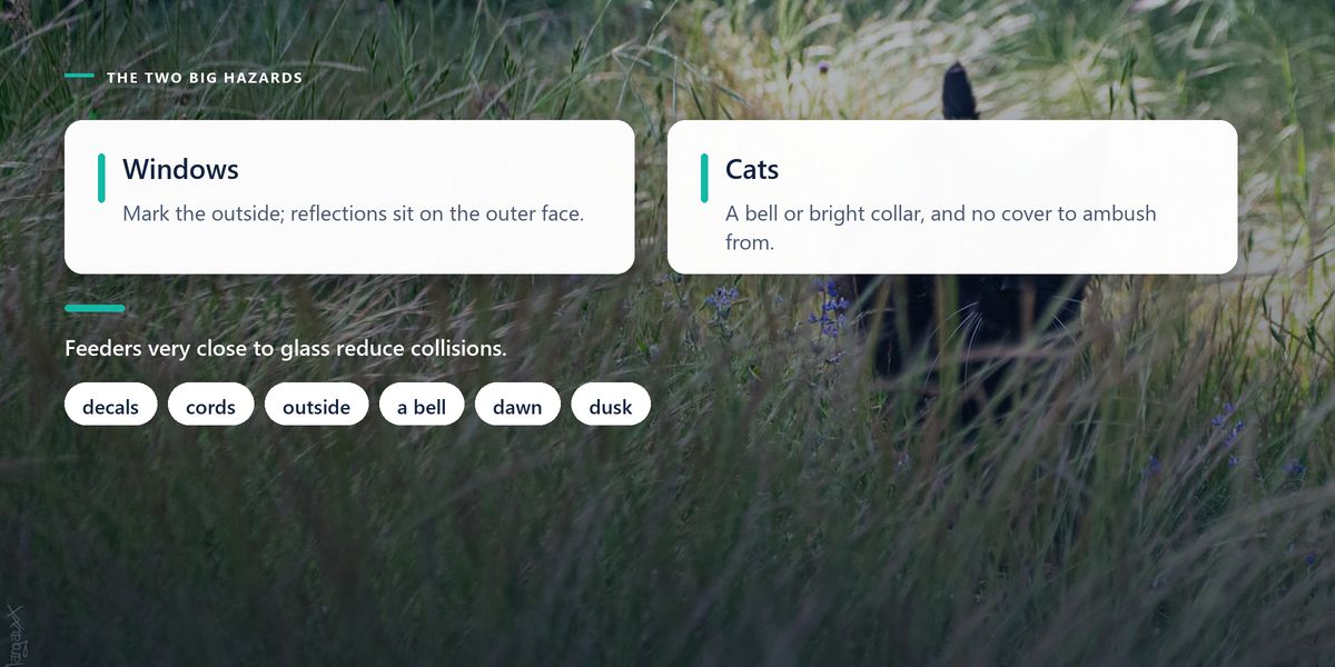 A black cat crouched low and watching from long grass, behind a two-sided panel splitting window collisions from cat predation.