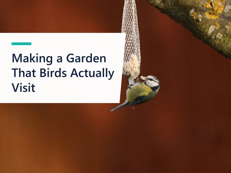 Making a Garden That Birds Actually Visit