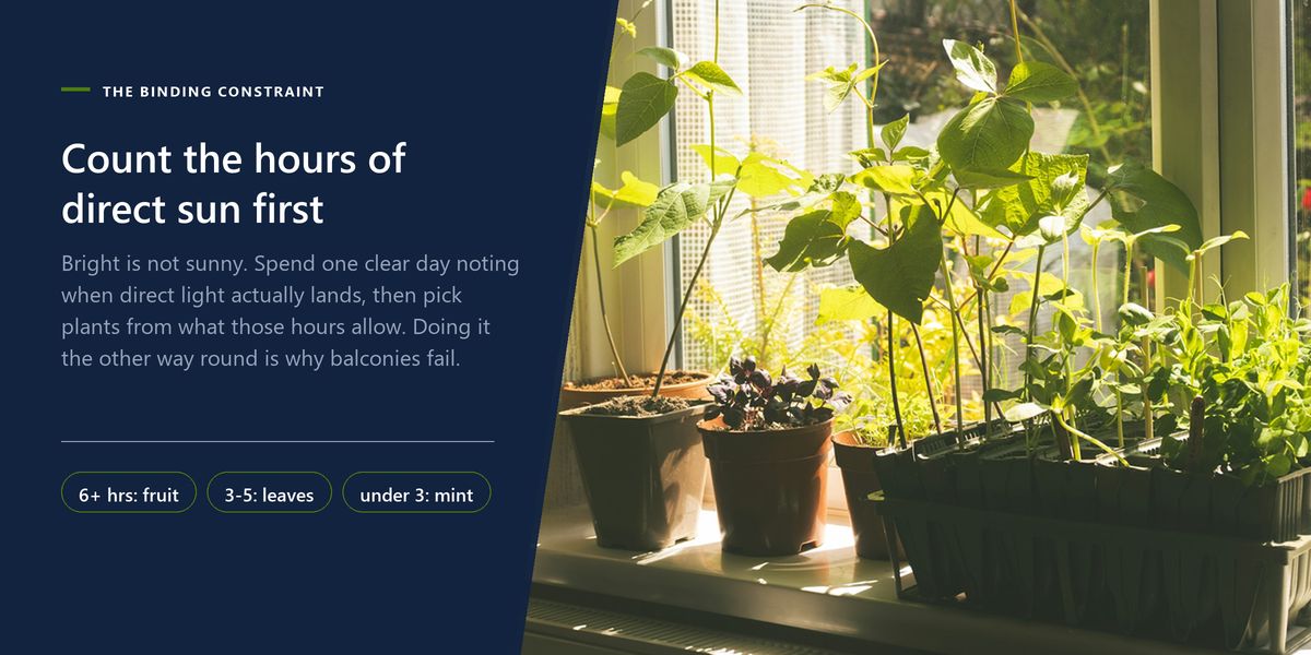 Low sun crossing a windowsill of seedling pots, beside a panel instructing you to count hours of direct sun before choosing anything.