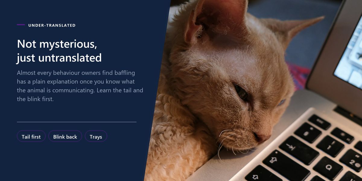 A cream cat asleep with its head resting against an open laptop, beside a banner headline calling cats untranslated rather than mysterious.