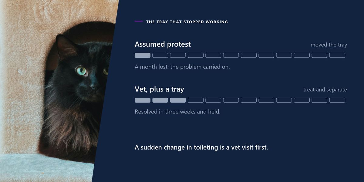 A black cat lying on the platform of a carpeted cat tree, beside a two-row chart contrasting a month of guesswork with a vet visit and a second tray.