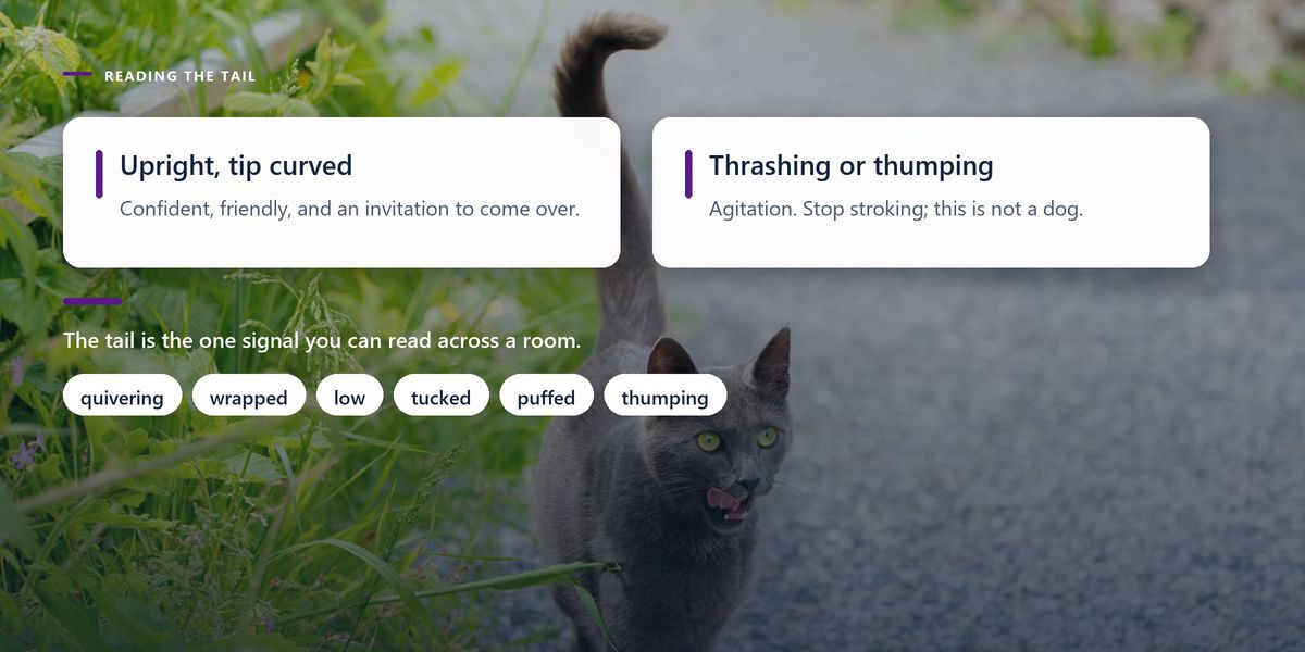 A grey cat walking straight towards the camera along a gravel path with its tail held bolt upright and hooked at the tip, mouth open mid-meow, behind a two-sided panel contrasting an upright tail with a thrashing one.