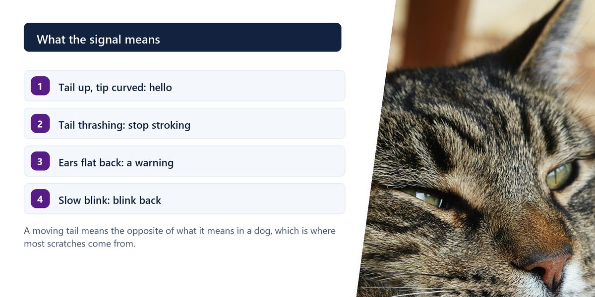 A tabby cat with narrowed green eyes and ears held forward, beside a numbered list of four signals and what each one means.