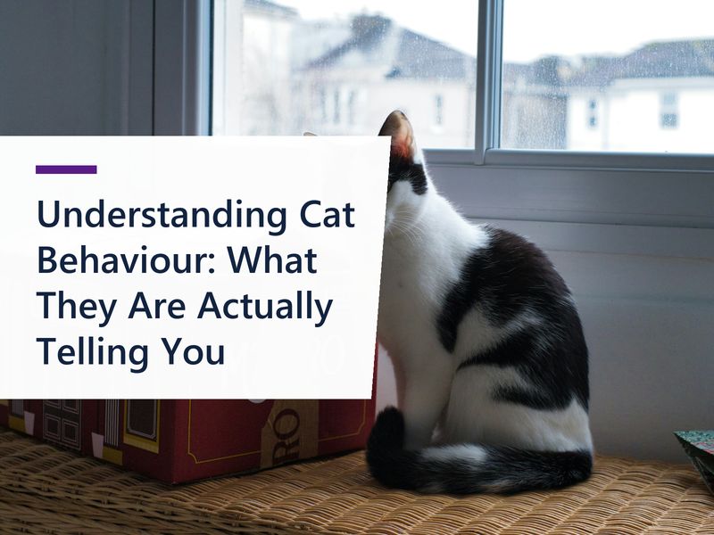 Understanding Cat Behaviour: What They Are Actually Telling You